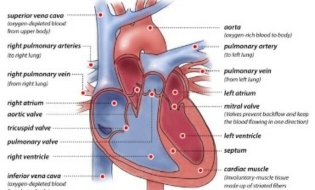 Anatomi Jantung Manusia 