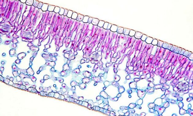 Definisi, Fungsi, Struktur dan Mikroskopi Sel Epidermis pada Tumbuhan