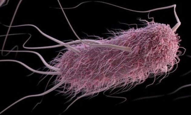 Pengertian dan Struktur, Reproduksi Bakteri Serta Pengaruh Terhadap Kesehatan Manusia