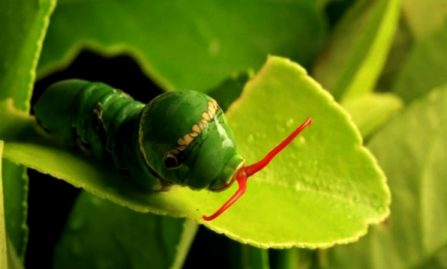 Fase larva (Caterpillar)